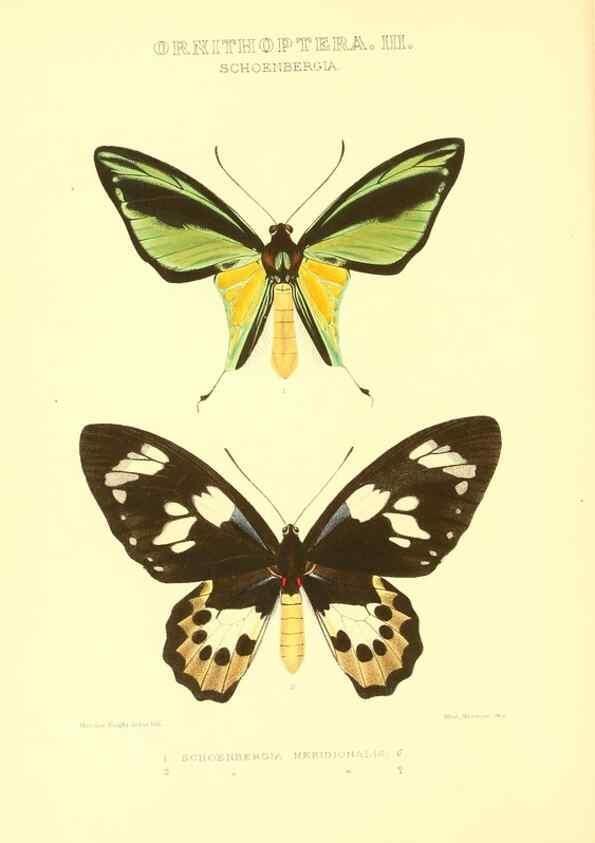 Reproducción/Reproduction 48954361426: Rhopalocera exotica. London :Gurney & Jackson,1887-1902.. 