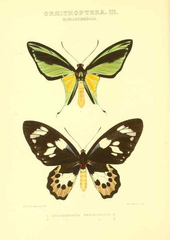 Reproducción/Reproduction 48954361426: Rhopalocera exotica. London :Gurney & Jackson,1887-1902.. 