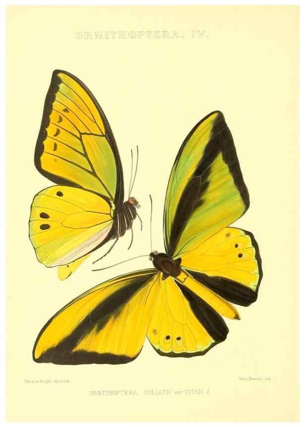 Reproducción/Reproduction 48954550497: Rhopalocera exotica. London :Gurney & Jackson,1887-1902.. 
