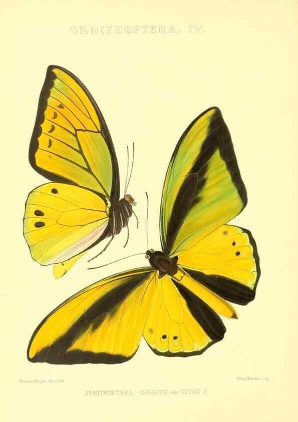 Reproducción/Reproduction 48954550497: Rhopalocera exotica. London :Gurney & Jackson,1887-1902.. 