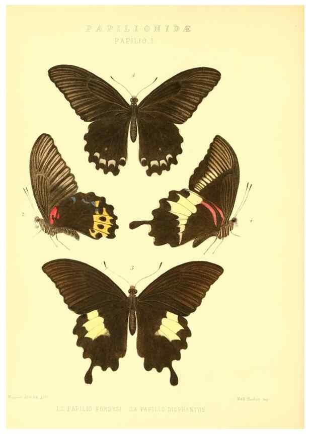 Reproducción/Reproduction 48954550857: Rhopalocera exotica. London :Gurney & Jackson,1887-1902.. 