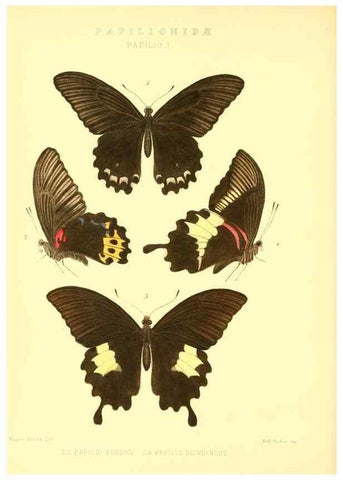 Reproducción/Reproduction 48954550857: Rhopalocera exotica. London :Gurney & Jackson,1887-1902.. 