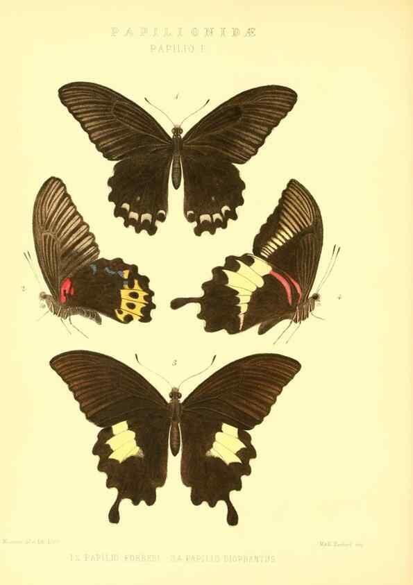 Reproducción/Reproduction 48954550857: Rhopalocera exotica. London :Gurney & Jackson,1887-1902.. 