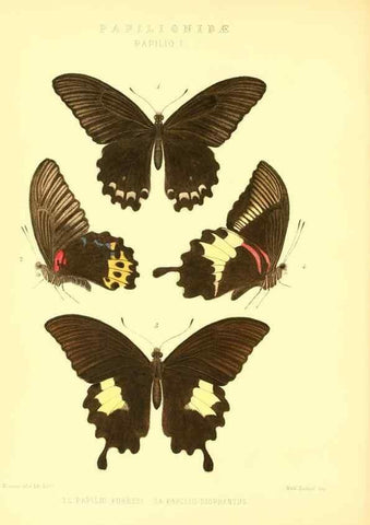 Reproducción/Reproduction 48954550857: Rhopalocera exotica. London :Gurney & Jackson,1887-1902.. 