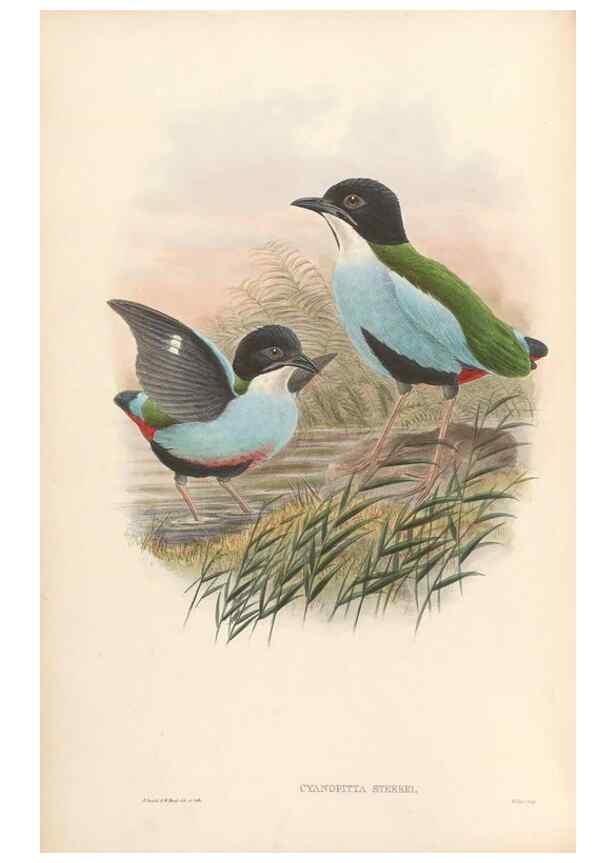Reproducción/Reproduction 48954290886: Monograph of the Pittidae. London :Published by the author,1880-1881.. 
