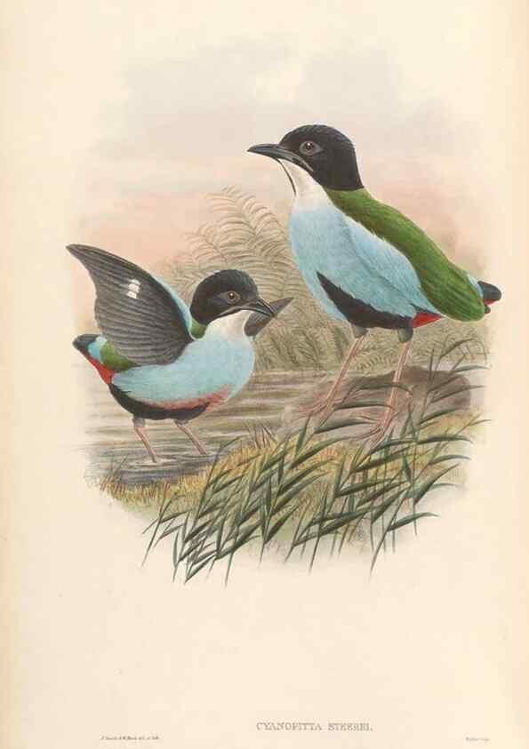 Reproducción/Reproduction 48954290886: Monograph of the Pittidae. London :Published by the author,1880-1881.. 