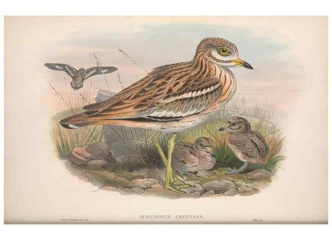 Reproducción/Reproduction 48914922121: The birds of Great Britain. London :Printed by Taylor and Francis, published by the author,1873.. 