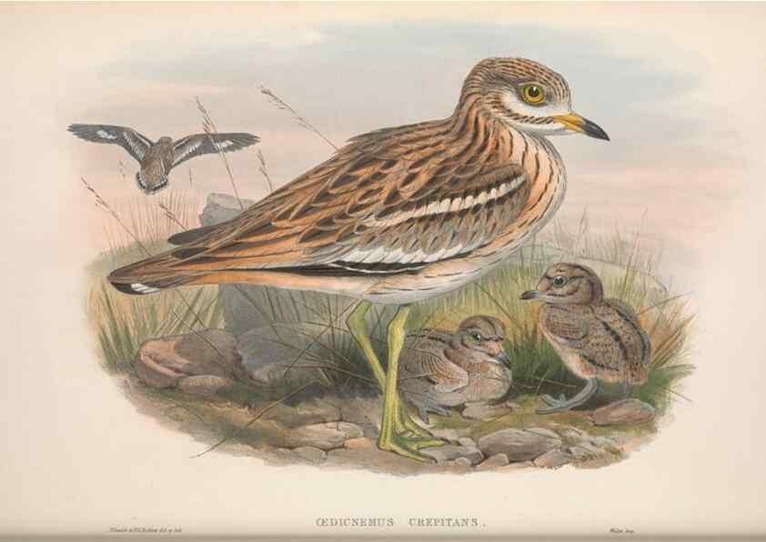 Reproducción/Reproduction 48914922121: The birds of Great Britain. London :Printed by Taylor and Francis, published by the author,1873.. 