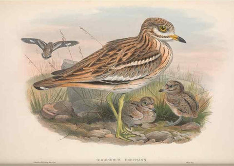 Reproducción/Reproduction 48914922121: The birds of Great Britain. London :Printed by Taylor and Francis, published by the author,1873.. 