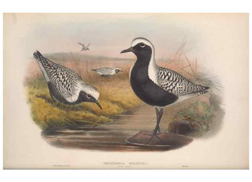 Reproducción/Reproduction 48914922466: The birds of Great Britain. London :Printed by Taylor and Francis, published by the author,1873.. 