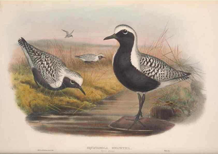 Reproducción/Reproduction 48914922466: The birds of Great Britain. London :Printed by Taylor and Francis, published by the author,1873.. 