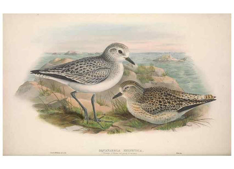 Reproducción/Reproduction 48915125187: The birds of Great Britain. London :Printed by Taylor and Francis, published by the author,1873.. 