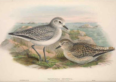 Reproducción/Reproduction 48915125187: The birds of Great Britain. London :Printed by Taylor and Francis, published by the author,1873.. 