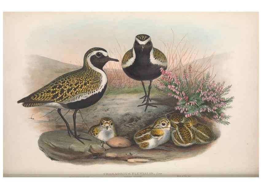 Reproducción/Reproduction 48914923021: The birds of Great Britain. London :Printed by Taylor and Francis, published by the author,1873.. 