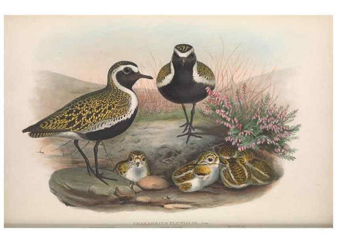 Reproducción/Reproduction 48914923021: The birds of Great Britain. London :Printed by Taylor and Francis, published by the author,1873.. 