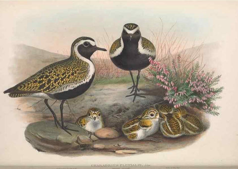Reproducción/Reproduction 48914923021: The birds of Great Britain. London :Printed by Taylor and Francis, published by the author,1873.. 