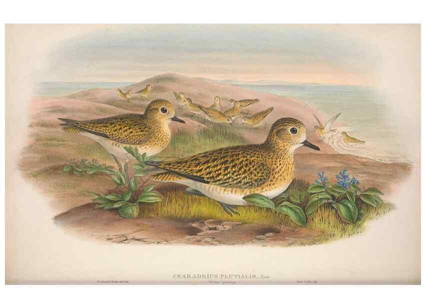 Reproducción/Reproduction 48915126027: The birds of Great Britain. London :Printed by Taylor and Francis, published by the author,1873.. 