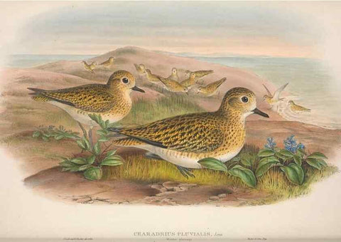 Reproducción/Reproduction 48915126027: The birds of Great Britain. London :Printed by Taylor and Francis, published by the author,1873.. 