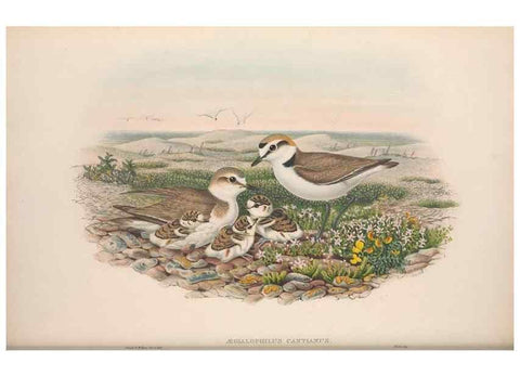 Reproducción/Reproduction 48915126432: The birds of Great Britain. London :Printed by Taylor and Francis, published by the author,1873.. 