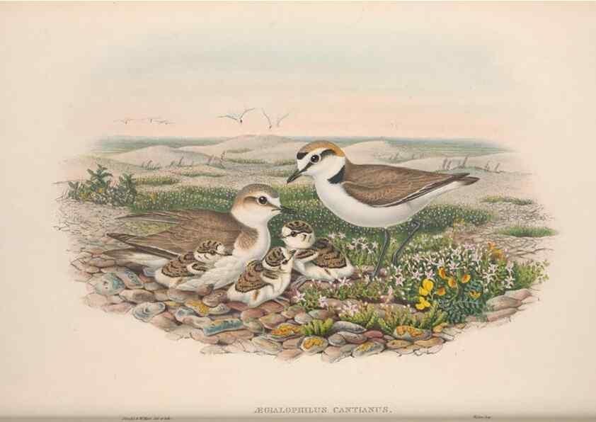 Reproducción/Reproduction 48915126432: The birds of Great Britain. London :Printed by Taylor and Francis, published by the author,1873.. 
