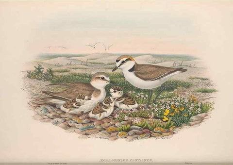 Reproducción/Reproduction 48915126432: The birds of Great Britain. London :Printed by Taylor and Francis, published by the author,1873.. 