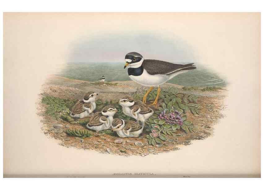 Reproducción/Reproduction 48914924171: The birds of Great Britain. London :Printed by Taylor and Francis, published by the author,1873.. 