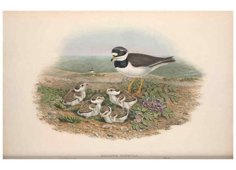 Reproducción/Reproduction 48914924171: The birds of Great Britain. London :Printed by Taylor and Francis, published by the author,1873.. 