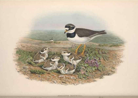 Reproducción/Reproduction 48914924171: The birds of Great Britain. London :Printed by Taylor and Francis, published by the author,1873.. 