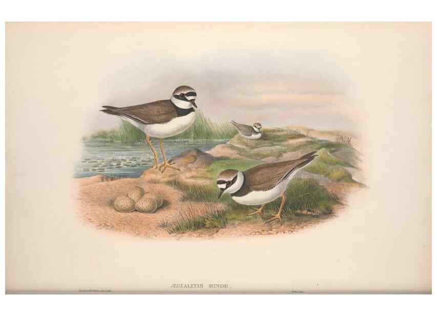 Reproducción/Reproduction 48914394163: The birds of Great Britain. London :Printed by Taylor and Francis, published by the author,1873.. 