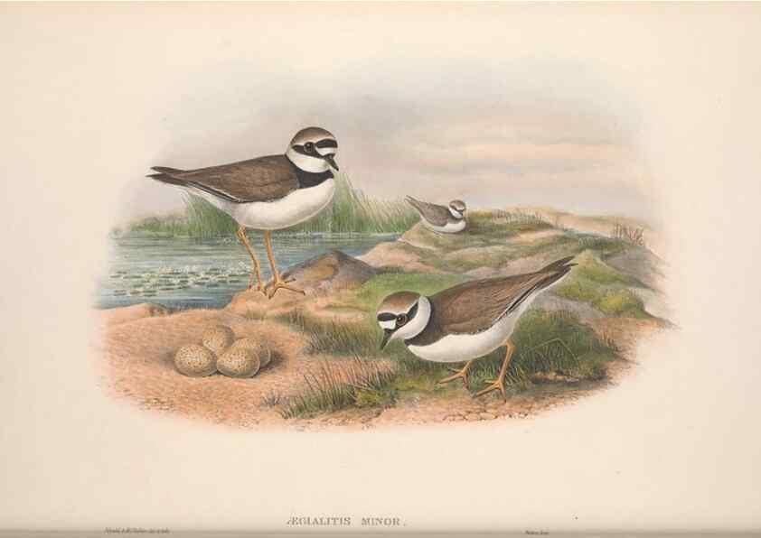 Reproducción/Reproduction 48914394163: The birds of Great Britain. London :Printed by Taylor and Francis, published by the author,1873.. 