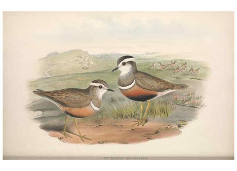 Reproducción/Reproduction 48914394423: The birds of Great Britain. London :Printed by Taylor and Francis, published by the author,1873.. 