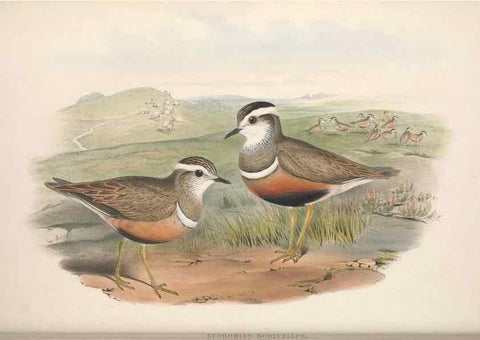 Reproducción/Reproduction 48914394423: The birds of Great Britain. London :Printed by Taylor and Francis, published by the author,1873.. 