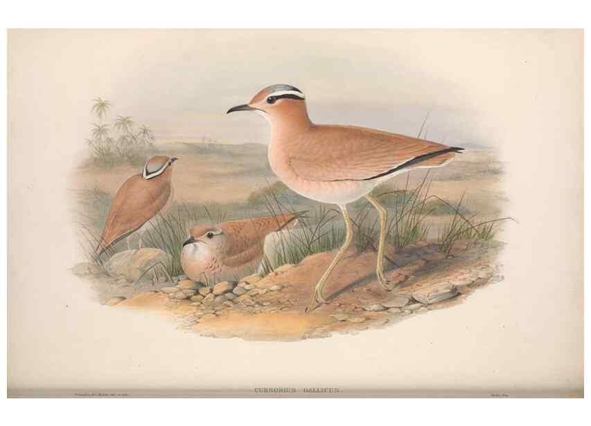 Reproducción/Reproduction 48915127552: The birds of Great Britain. London :Printed by Taylor and Francis, published by the author,1873.. 