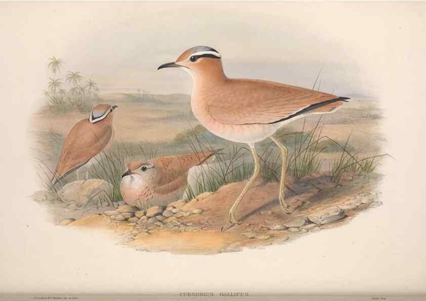 Reproducción/Reproduction 48915127552: The birds of Great Britain. London :Printed by Taylor and Francis, published by the author,1873.. 