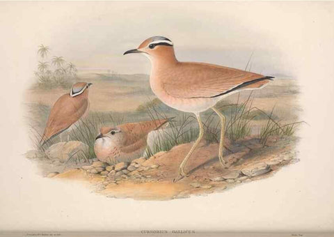 Reproducción/Reproduction 48915127552: The birds of Great Britain. London :Printed by Taylor and Francis, published by the author,1873.. 