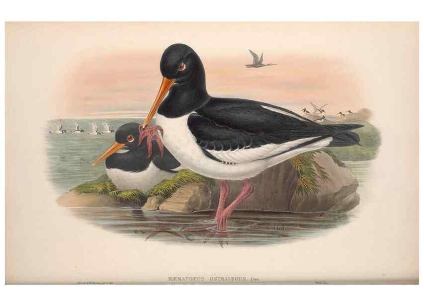 Reproducción/Reproduction 48914394898: The birds of Great Britain. London :Printed by Taylor and Francis, published by the author,1873.. 