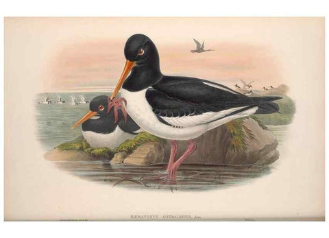 Reproducción/Reproduction 48914394898: The birds of Great Britain. London :Printed by Taylor and Francis, published by the author,1873.. 