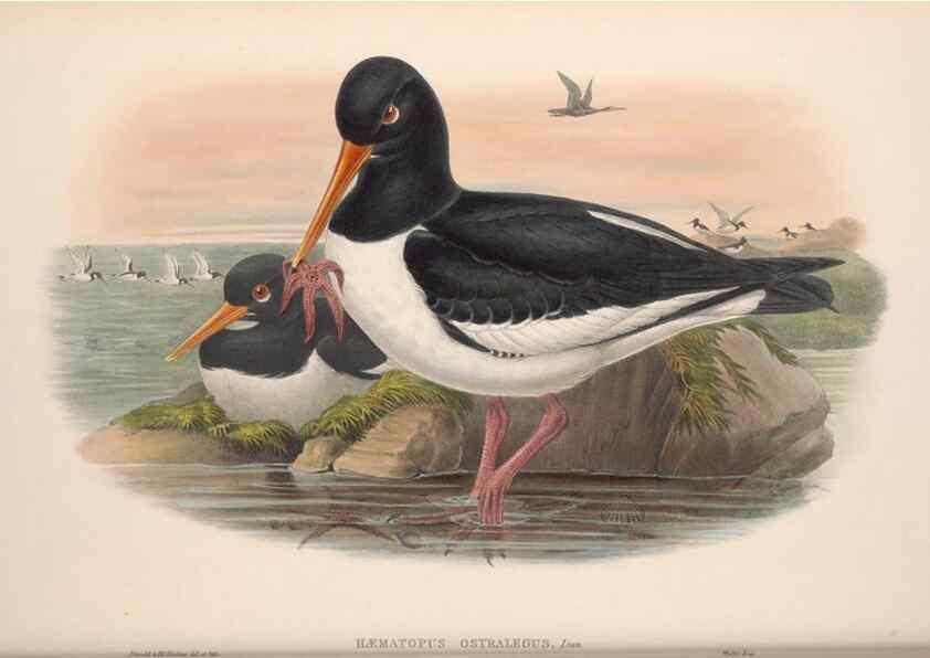Reproducción/Reproduction 48914394898: The birds of Great Britain. London :Printed by Taylor and Francis, published by the author,1873.. 