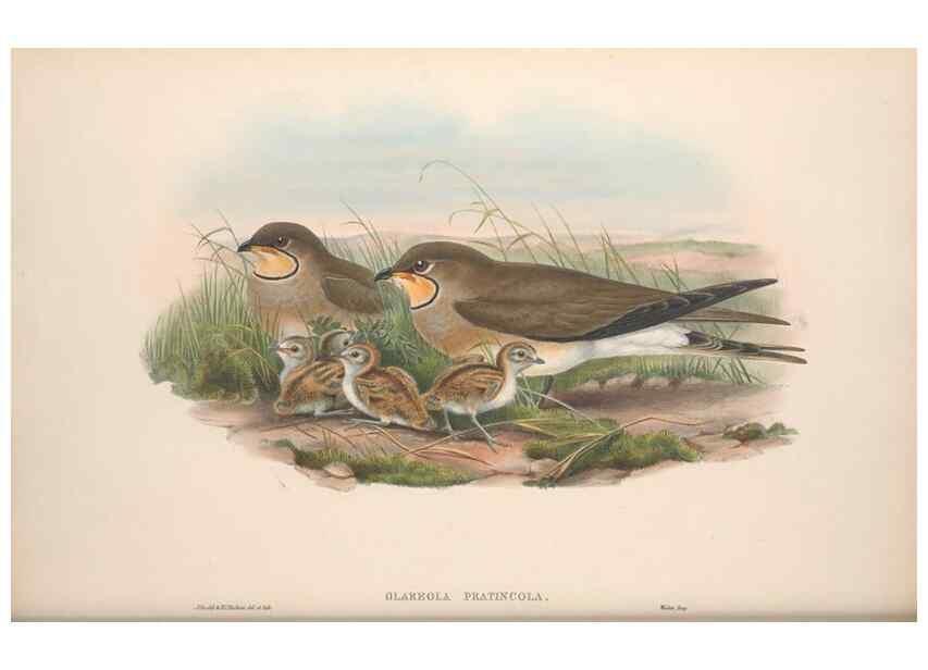 Reproducción/Reproduction 48914925476: The birds of Great Britain. London :Printed by Taylor and Francis, published by the author,1873.. 