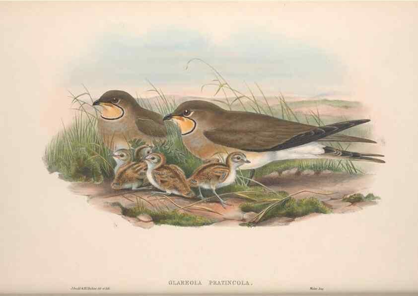 Reproducción/Reproduction 48914925476: The birds of Great Britain. London :Printed by Taylor and Francis, published by the author,1873.. 