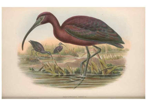 Reproducción/Reproduction 48915128382: The birds of Great Britain. London :Printed by Taylor and Francis, published by the author,1873.. 