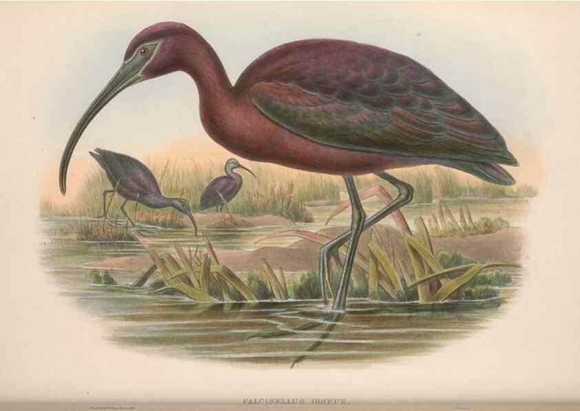 Reproducción/Reproduction 48915128382: The birds of Great Britain. London :Printed by Taylor and Francis, published by the author,1873.. 