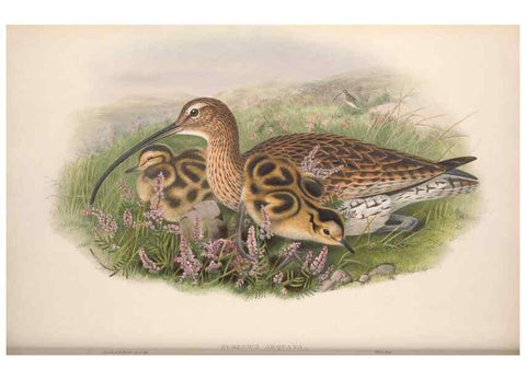 Reproducción/Reproduction 48915128732: The birds of Great Britain. London :Printed by Taylor and Francis, published by the author,1873.. 