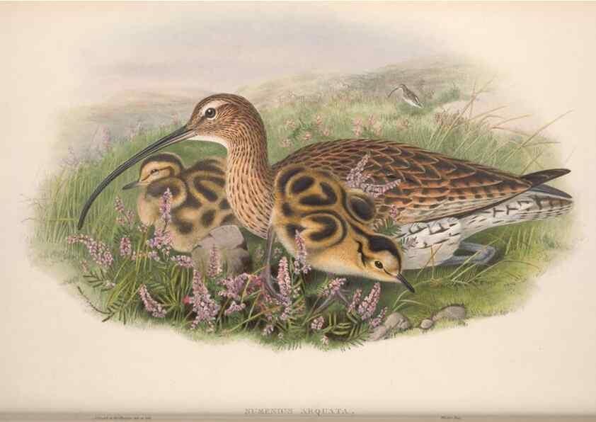 Reproducción/Reproduction 48915128732: The birds of Great Britain. London :Printed by Taylor and Francis, published by the author,1873.. 