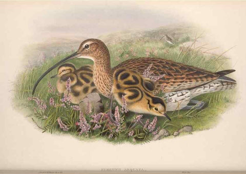 Reproducción/Reproduction 48915128732: The birds of Great Britain. London :Printed by Taylor and Francis, published by the author,1873.. 