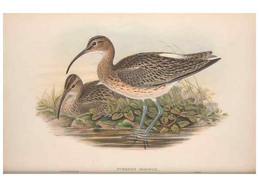 Reproducción/Reproduction 48914926381: The birds of Great Britain. London :Printed by Taylor and Francis, published by the author,1873.. 