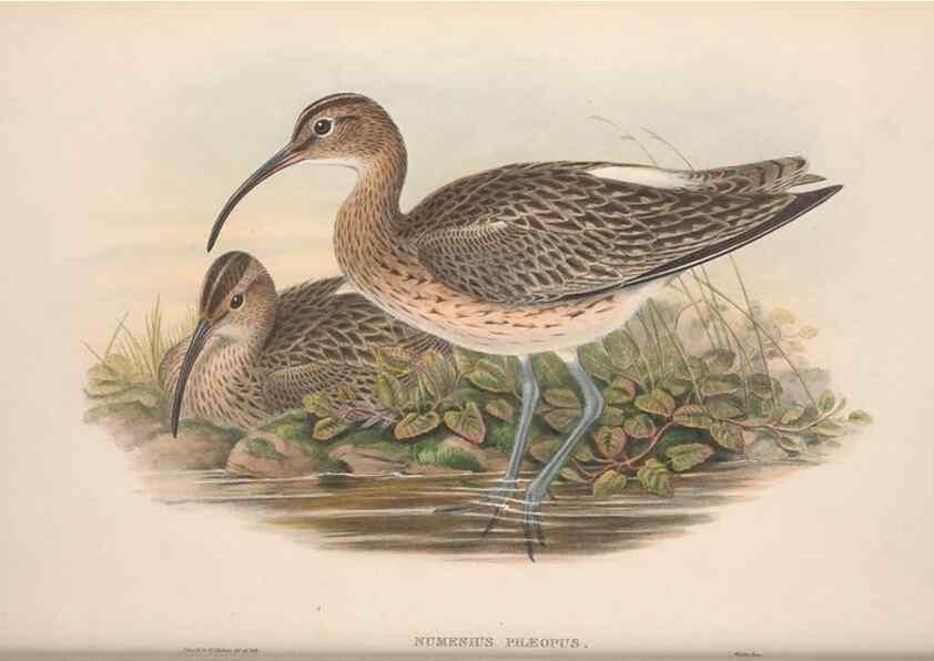 Reproducción/Reproduction 48914926381: The birds of Great Britain. London :Printed by Taylor and Francis, published by the author,1873.. 