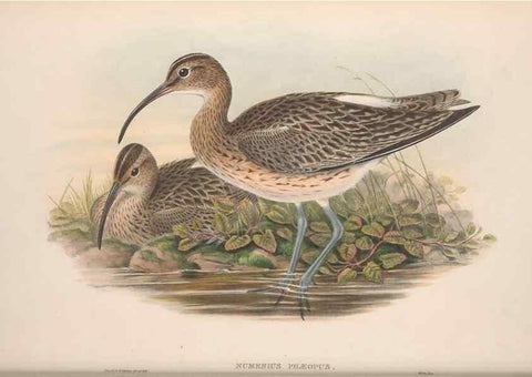 Reproducción/Reproduction 48914926381: The birds of Great Britain. London :Printed by Taylor and Francis, published by the author,1873.. 