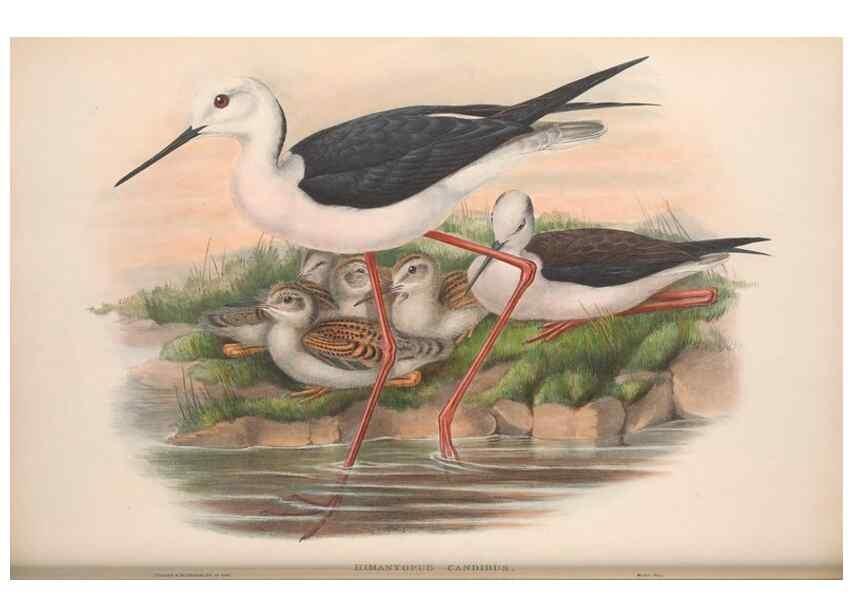 Reproducción/Reproduction 48914391298: The birds of Great Britain. London :Printed by Taylor and Francis, published by the author,1873.. 