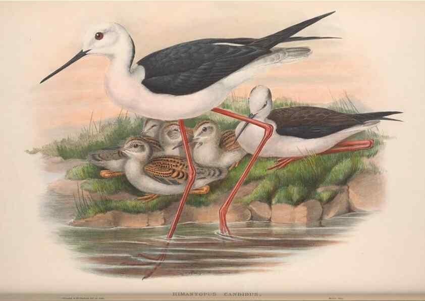 Reproducción/Reproduction 48914391298: The birds of Great Britain. London :Printed by Taylor and Francis, published by the author,1873.. 